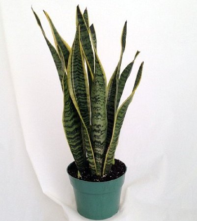 Snake Plant, Mother-In-Law's Tongue - Sanseveria - 6" Pot /unique-from jmbamboo