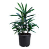 AMERICAN PLANT EXCHANGE Lady Palm Rhapis Excelsa Indoor/Outdoor Air Purifier Live Plant, 6" Pot