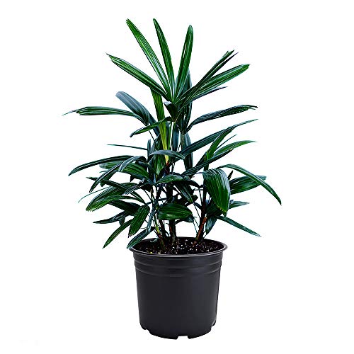AMERICAN PLANT EXCHANGE Lady Palm Rhapis Excelsa Indoor/Outdoor Air Purifier Live Plant, 6