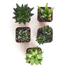 Shop Succulents Alluring Live Aloe Haworthia Hand Selected for Health, Size | Pack of Plants in 2" Pots, Gardener Collection