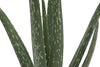 Costa Farms Aloe Vera Live Indoor Plant Ships in Grow Pot, 10-Inch Tall, 2-Pack