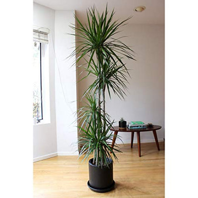 Madagascar Dragon Tree - Dracaena Marginata - 4 Feet Tall - Beautiful Florist Quality House Plant