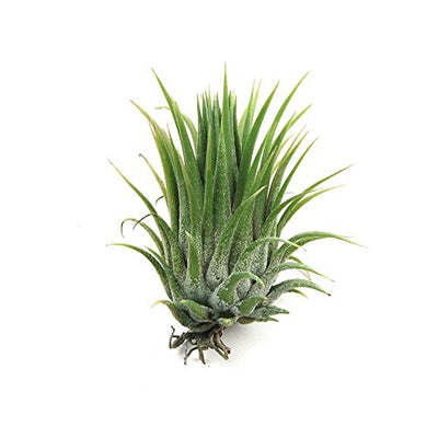 Air Plant Shop's Tillandsia Ionantha - 5 Pack - Free PDF Air Plant Care eBook with Every Order - 5 Pack Air Plant Variety - Fast Shipping from Florida