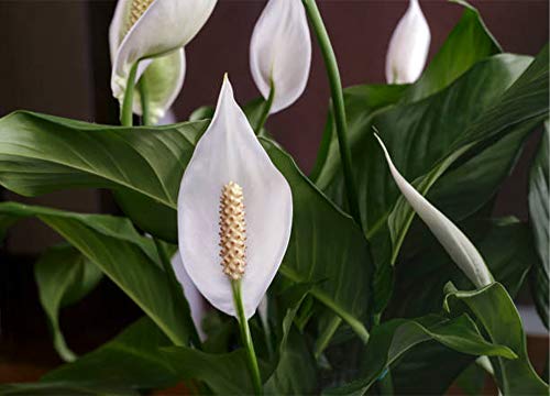 AMERICAN PLANT EXCHANGE Spathiphyllum Flower Bunch Peace Lily Easy Care Live Plant, 6" Pot, Top Indoor Air Purifier