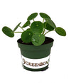Hirt's Gardens Chinese Money Plant - Pilea peperomioides - 4" Pot