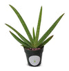 Live Aloe Vera Succulent Aloe Barbadensis 5"-6"+ Aloe in 2.5" Pot