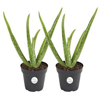 Costa Farms Aloe Vera Live Indoor Plant Ships in Grow Pot, 10-Inch Tall, 2-Pack
