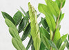 AMERICAN PLANT EXCHANGE ZZ Zanzibar Gem Live Plant, 6" Pot, Indoor/Outdoor Air Purifier
