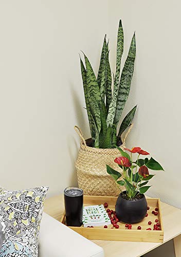Costa Farms Snake Live Indoor Plant, 2 to 3-Feet Tall, Sansevieria