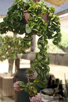 Extra Long Hindu Indian Rope Plant - Hoya - Exotic/Easy/Blooming Size - 4" Pot