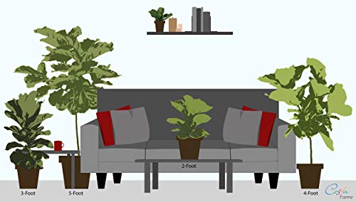 Costa Farms Ficus Lyrata Fiddle Leaf Fig Tree, Live Indoor Plant, Grower's Pot, 20 to 24-Inches Tall
