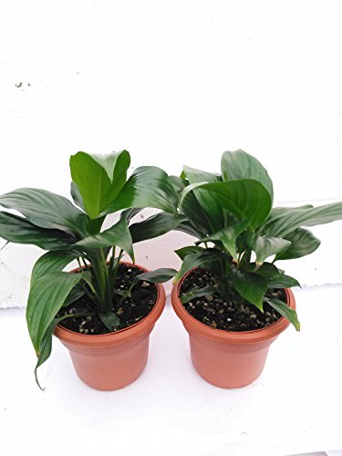 Two Peace Lily Plant - Spathyphyllium - 4.5