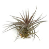 5 Pack Classic Variety Tillandsia Air Plant Assortment - 30 Day Guarantee - Fast Shipping - House Plants - Succulents - Free Air Plant Care Ebook by Jody James