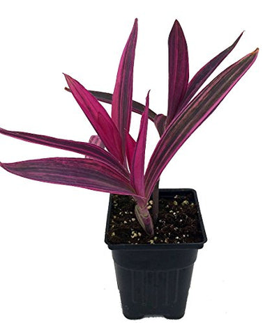 Variegated Purple Heart Plant - Setcreasea - Indoors or Out - Easy - 4" Pot