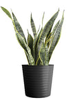 Costa Farms Premium Live Indoor Snake Sansevieria Floor Plant Shipped in Décor Planter, 2 to 3-Feet Tall, Grower's Choice