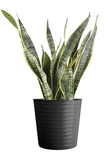 Costa Farms Premium Live Indoor Snake Sansevieria Floor Plant Shipped in Décor Planter, 2 to 3-Feet Tall, Grower's Choice