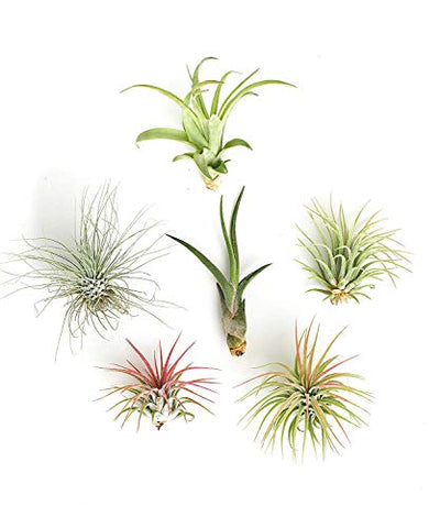 Shop Succulents | Unique Live Air Plants Hand Selected Variety of Different Species | Collection of 6