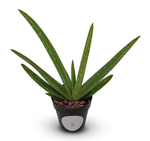 Live Aloe Vera Succulent Aloe Barbadensis 5"-6"+ Aloe in 2.5" Pot