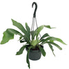 Staghorn Fern 6.5" Hanging Plant - Exotic House Plant