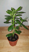 'Hobbit' Jade Plant - Crassula ovuta - Easy to Grow - 4" Pot