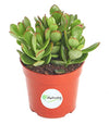 Shop Succulents | Good Luck Collection | Hand Selected, Fully Rooted Live Indoor Jade Succulent Plant in a 4" Grow Pot, Single