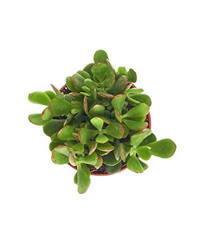 Shop Succulents | Good Luck Collection | Hand Selected, Fully Rooted Live Indoor Jade Succulent Plant in a 4" Grow Pot, Single