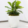 AMERICAN PLANT EXCHANGE Fiddle Leaf Fig Ficus Lyrata Live Plant, 6" Pot, Top Indoor Air Purifier
