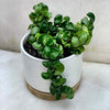 AMERICAN PLANT EXCHANGE Hindu Rope Hoya Live Plant, 6" Pot, Exotic Flowering Succulent Vine