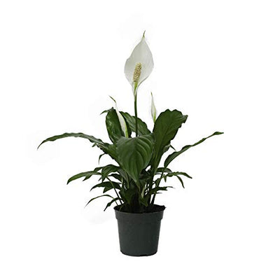 LIVETRENDS/Urban Jungle Peace Lily (Spath) in 4-inch Grower Pot, (Live Plant)