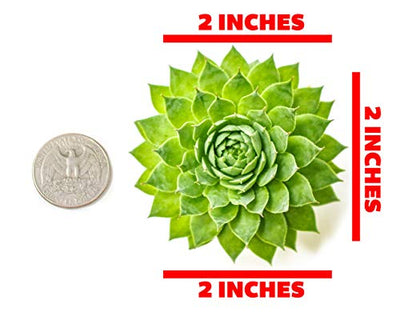 Fractal Succulents (5 Pack) Live Sempervivum Houseleek Succulent Rooted in Pots | Flowering Plant Leaves / Geometric Rosettes by Plants for Pets