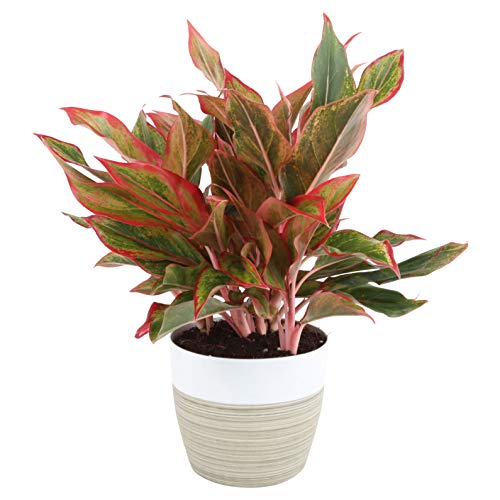 Costa Farms Aglaonema Red Chinese Evergreen Live Indoor Plant, 14-Inches Tall, Ships in White-Natural Décor Planter