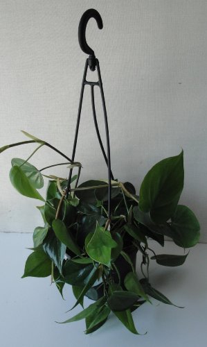 Heart Leaf Philodendron - Easiest House Plant to Grow - 6