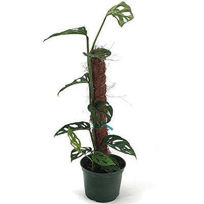AMERICAN PLANT EXCHANGE Monstera Adansonii Swiss Cheese Totem Pole Live Plant, 6" Pot, Trendy Indoor Air Purifier