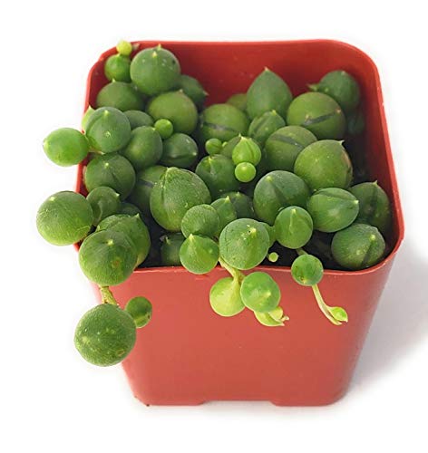 Fat Plants San Diego Trailing Succulent Collection (2 Inch, String of Pearls)