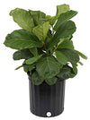 Costa Farms Ficus Lyrata Fiddle Leaf Fig Tree, Live Indoor Plant, Grower's Pot, 20 to 24-Inches Tall