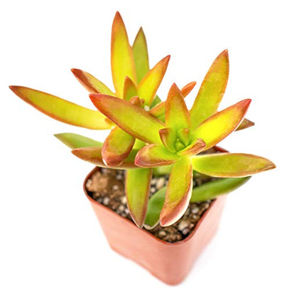 Succulent Plants (20 Pack) Fully Rooted in Planter Pots with Soil, Real Potted Succulents Plants Live Houseplants, Unique Indoor Cacti Mix, Cactus Decor by Plants for Pets
