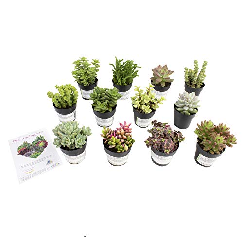 Altman Plants, Live Succulent Plants Fairy Garden Kit (12 Pack) Assorted 2.5
