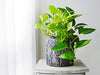 AMERICAN PLANT EXCHANGE Golden Pothos Indoor/Outdoor Air Purifier Live Plant, 6" Pot