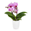Just Add Ice JAI203 Mini Orchid Easy Care Live Plants, 2.5” Diameter, Unique Multi Color