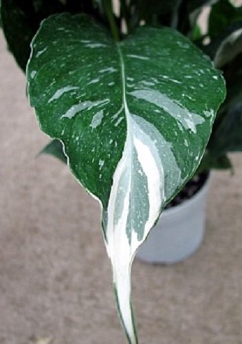 Domino Peace Lily Plant - Spathyphyllium - New - Easy - 6" Pot