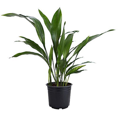AMERICAN PLANT EXCHANGE Cast Iron Plant Pet Friendly Live, 6" Pot, Graceful Indoor Air Purifier