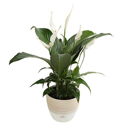 Costa Farms Spathiphyllum Peace Lily Live Indoor Plant in Premium Scheurich Ceramic Planter, 15-Inch, Gift