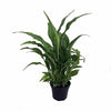 Peace Lily Plant - Spathyphyllium - Great House Plant - 4" Pot