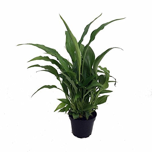 Peace Lily Plant - Spathyphyllium - Great House Plant - 4