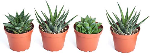 Shop Succulents Alluring Live Aloe Haworthia Hand Selected for Health, Size | Pack of Plants in 2