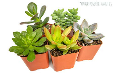 Succulent Plants (20 Pack) Fully Rooted in Planter Pots with Soil, Real Potted Succulents Plants Live Houseplants, Unique Indoor Cacti Mix, Cactus Decor by Plants for Pets