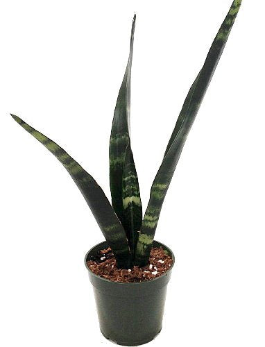 Black Coral Snake Plant - Sansevieria - Almost Impossible to Kill - 4