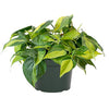 AMERICAN PLANT EXCHANGE Philodendron Brasil Easy Care Live Plant, 6" Pot, Stunning Indoor Air Purifier