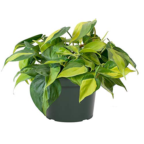 AMERICAN PLANT EXCHANGE Philodendron Brasil Easy Care Live Plant, 6