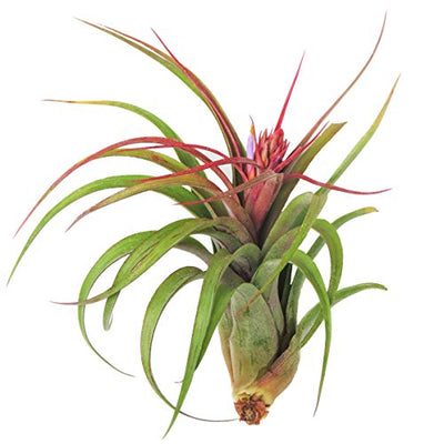 Large Air Plants - Sparkler Air Plants - Nice 5 to 7 inch air Plant - Color & Form Varies by Season - 30 Day Guarantee air Plant Care ebook with Order